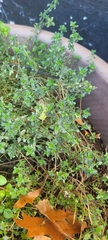 Thymus × citriodorus