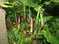 Arum elongatum
