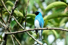 Tersina viridis