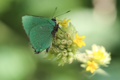 Cyanophrys herodotus