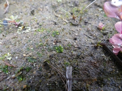 Notothylas orbicularis