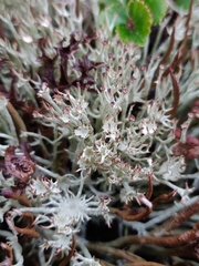 Cladonia amaurocraea