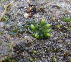 Notothylas orbicularis