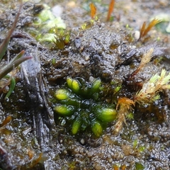 Notothylas orbicularis