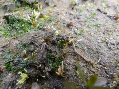 Notothylas orbicularis