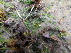 Notothylas orbicularis