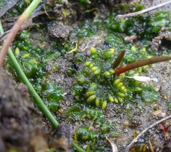 Notothylas orbicularis