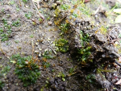 Notothylas orbicularis