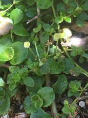 Valdivian gold (Chrysosplenium valdivicum)