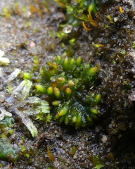 Notothylas orbicularis