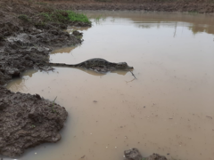 Caiman crocodilus crocodilus