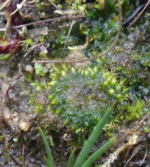Notothylas orbicularis