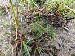Notothylas orbicularis