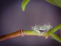 Scolypopa australis