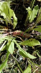 Cucullia chamomillae