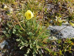 Papaver canescens