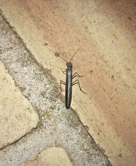 Perlamantis alliberti