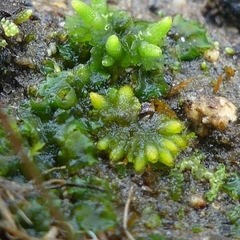 Notothylas orbicularis