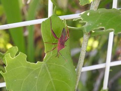 Athaumastus haematicus