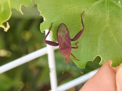 Athaumastus haematicus