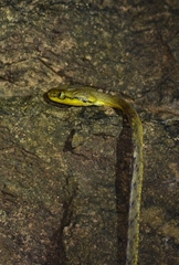 Boiga flaviviridis