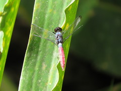 Orthetrum schneideri