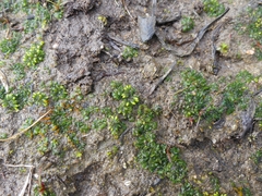 Notothylas orbicularis