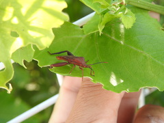 Athaumastus haematicus