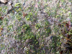 Notothylas orbicularis