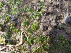 Notothylas orbicularis