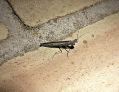 Perlamantis alliberti