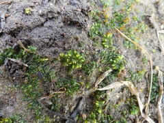 Notothylas orbicularis