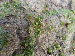 Notothylas orbicularis