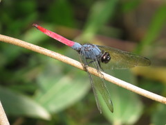 Orthetrum schneideri
