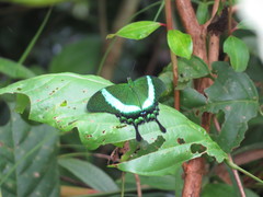 Papilio palinurus