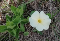 Thunbergia atriplicifolia