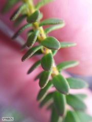 Agathosma lanceolata
