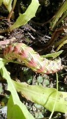 Cucullia chamomillae