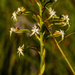 Habenaria falcicornis - Photo (c) graham_g，保留部份權利CC BY-NC