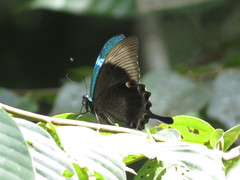 Papilio palinurus