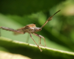 Leptoglossus chilensis