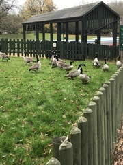 Branta canadensis