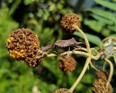 Leptoglossus chilensis