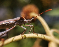 Leptoglossus chilensis