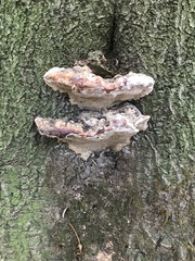 Fungi