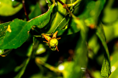 Cassipourea malosana