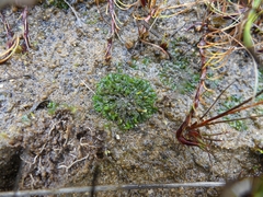 Phaeoceros carolinianus