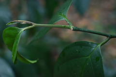 Gomphandra australiana
