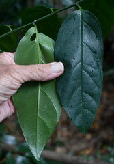Gomphandra australiana