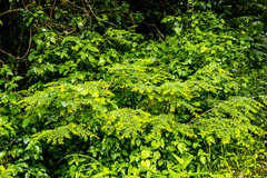 Indigofera micrantha